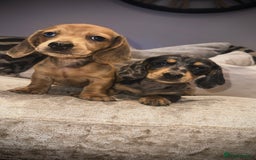 Miniature Dachshund dogs for sale: 🐾Stunning miniature dachshunds🐾 - Image 3