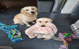 Golden Retriever dogs for sale: Expression of Interest - Golden Retriever Puppies - Image 8