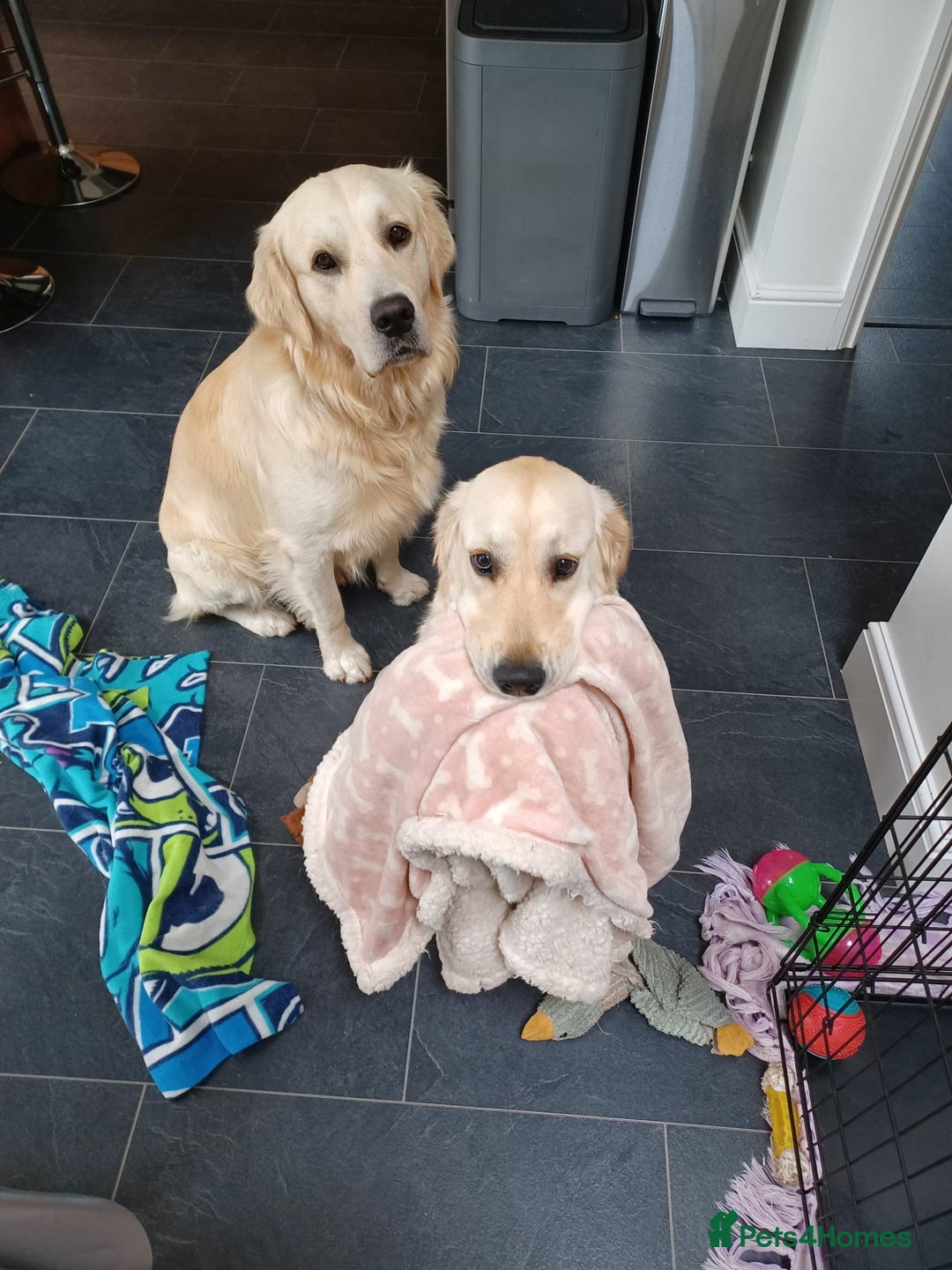 Golden Retriever dogs for sale: Expression of Interest - Golden Retriever Puppies - Image 8