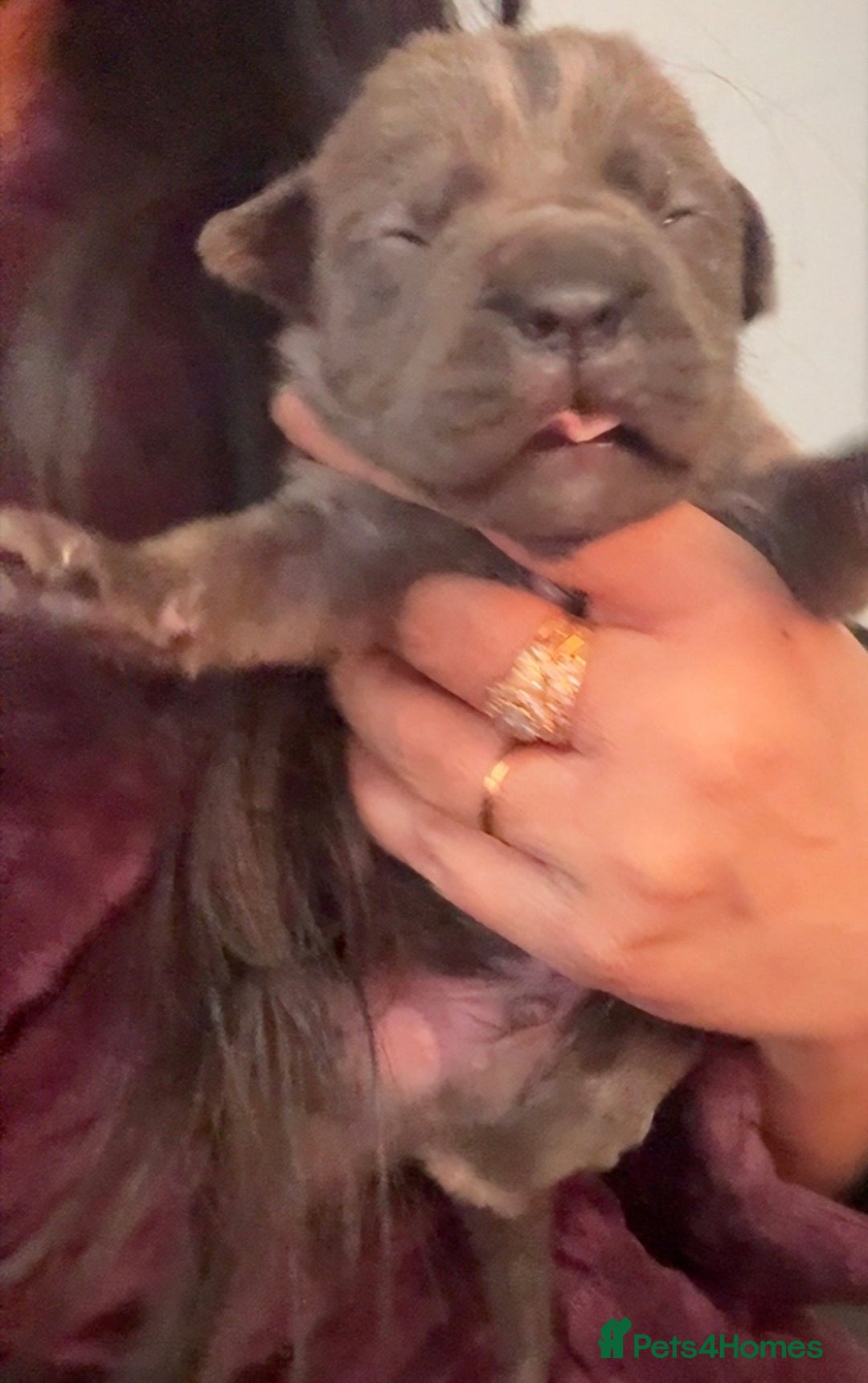 Cane Corso dogs for sale: Cane corso puppies, beautiful litter. - Advert 6