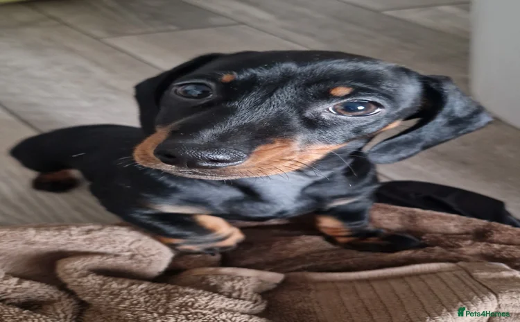 Miniature Dachshund dogs - Advert 7