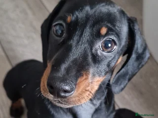 Miniature Dachshund dogs - Advert 11