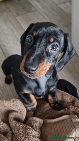 Miniature Dachshund dogs - Advert 7