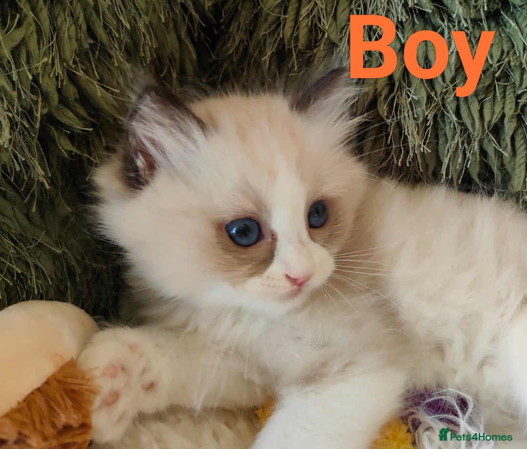 Ragdoll cats for sale: GCCF REGISTERED EUROPEAN LINE RAGDOLL KITTENS  - Image 19