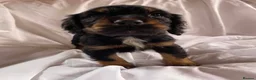Cocker Spaniel dogs for sale: Blue&Lemon Roan Show Type English cocker puppies  - Advert 8