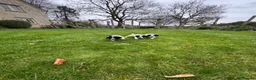 English Springer Spaniel dogs for sale: British springer spaniel - Advert 5
