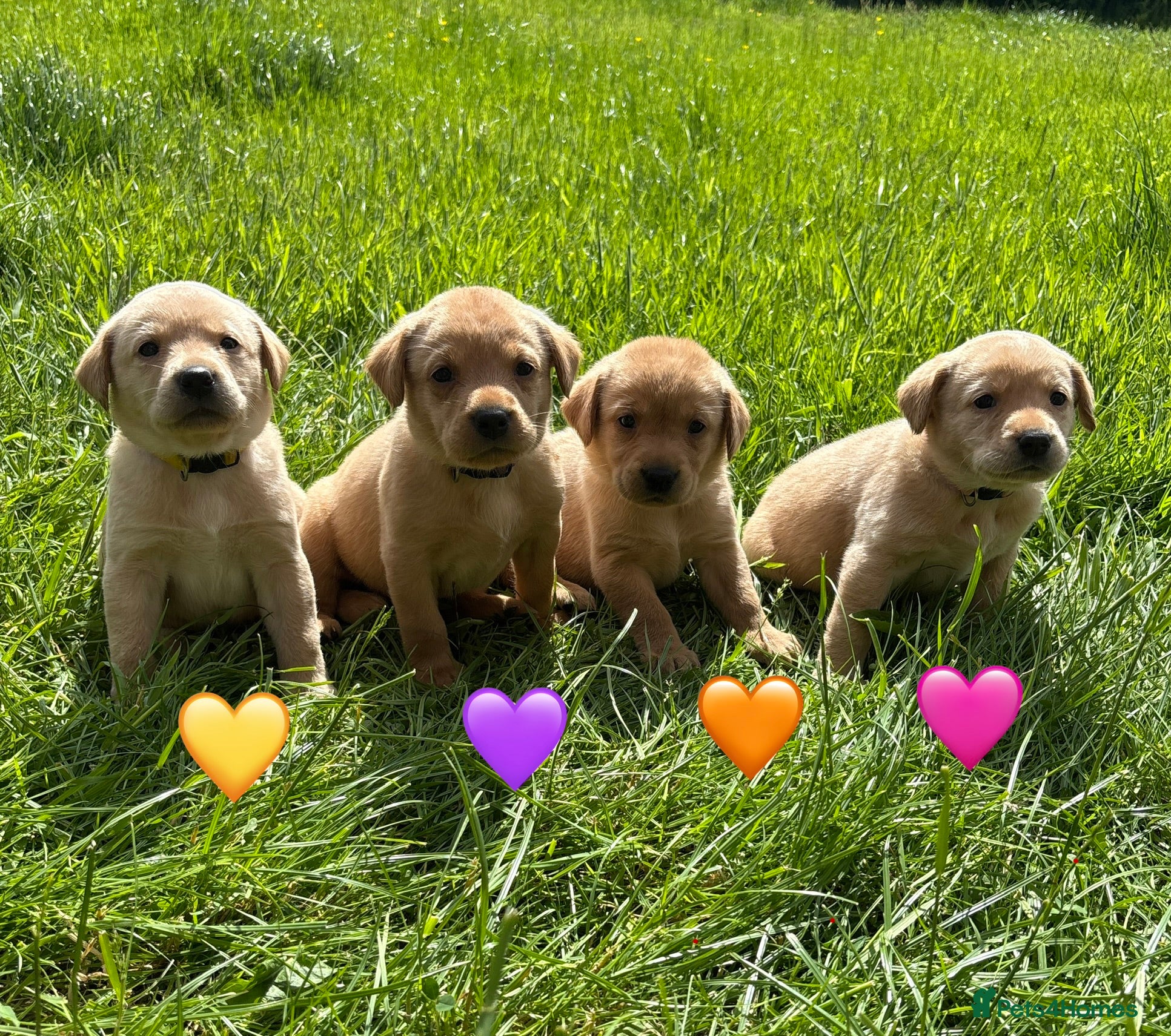 Labrador Retriever dogs Stunning Red Fox & Golden Labrador Puppies - Advert 2