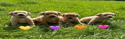 Labrador Retriever dogs for sale: Stunning Fox Red & Golden Labrador Puppies - Advert 16