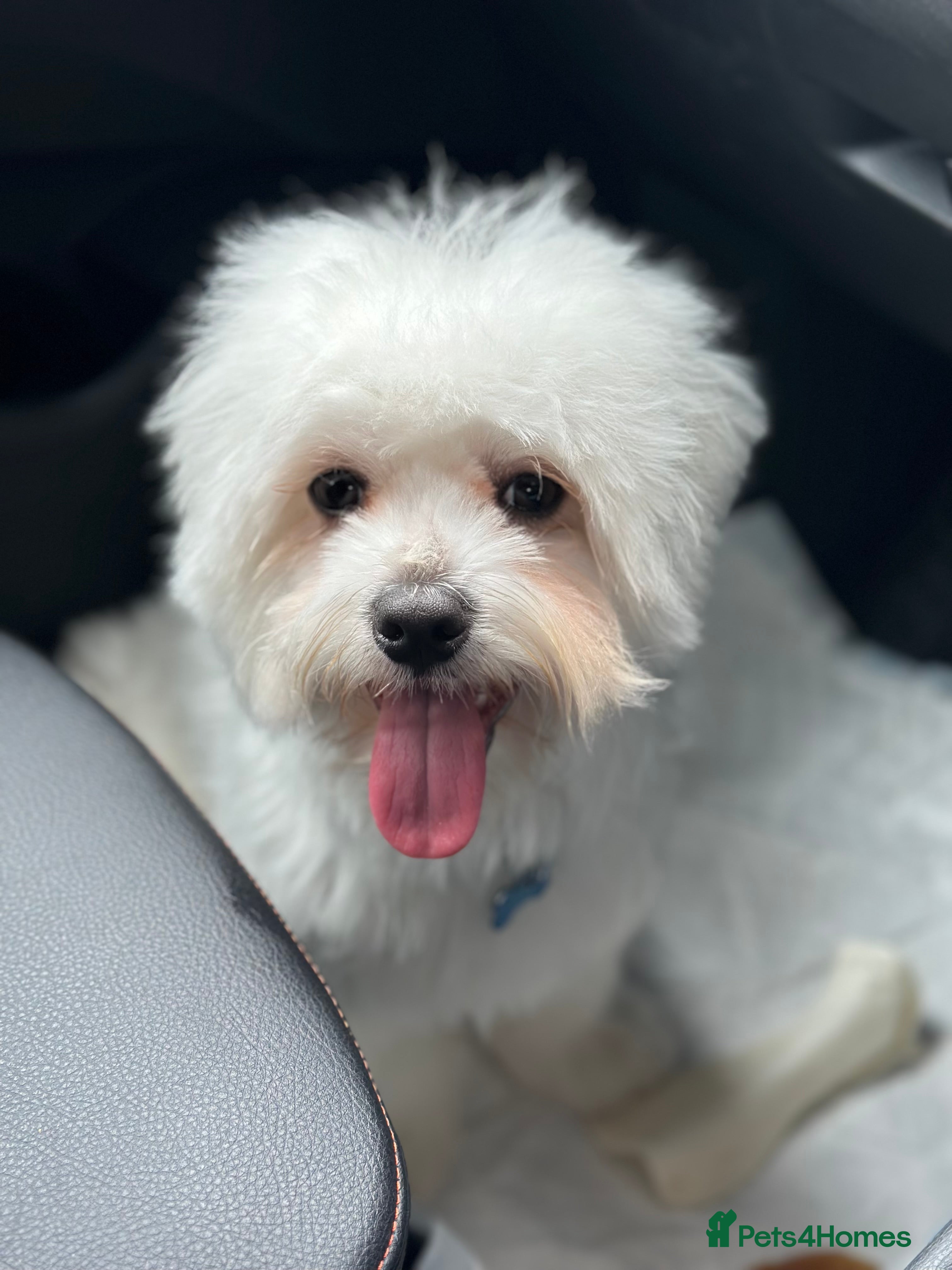 Maltese dogs Maltese Male for Stud - Advert 1