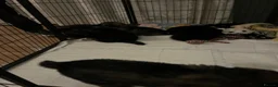 Mixed Breed dogs for sale: Alaska shepherd x  - Advert 18