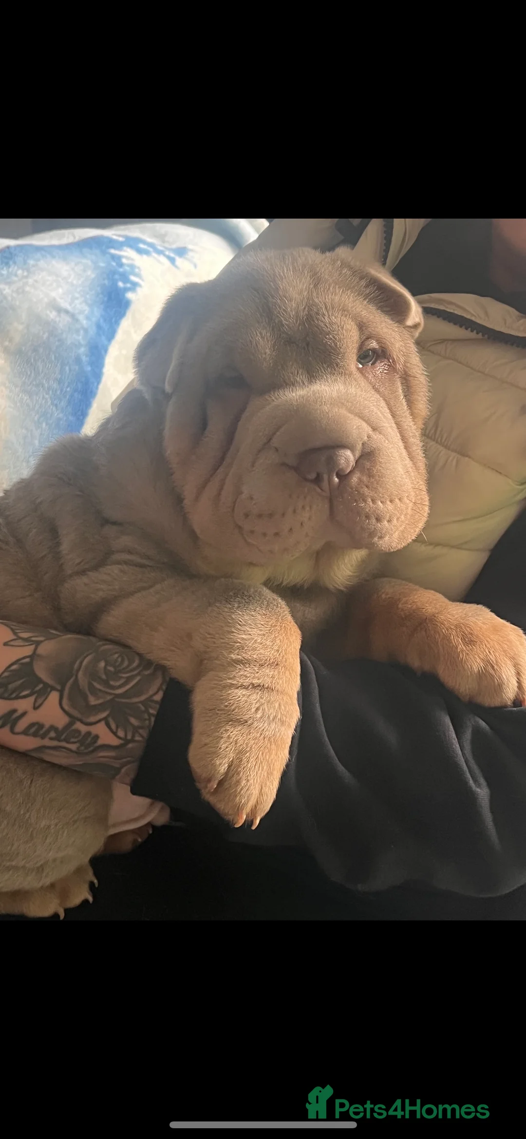 Shar Pei dogs for stud: kc reg health tested bva eye tested  in Sunderland - Advert 7