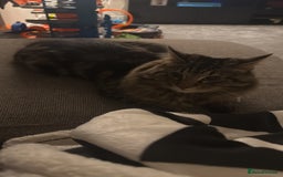 British Longhair cats for sale: 2 Year Old Domestic Long Hair - Image 3