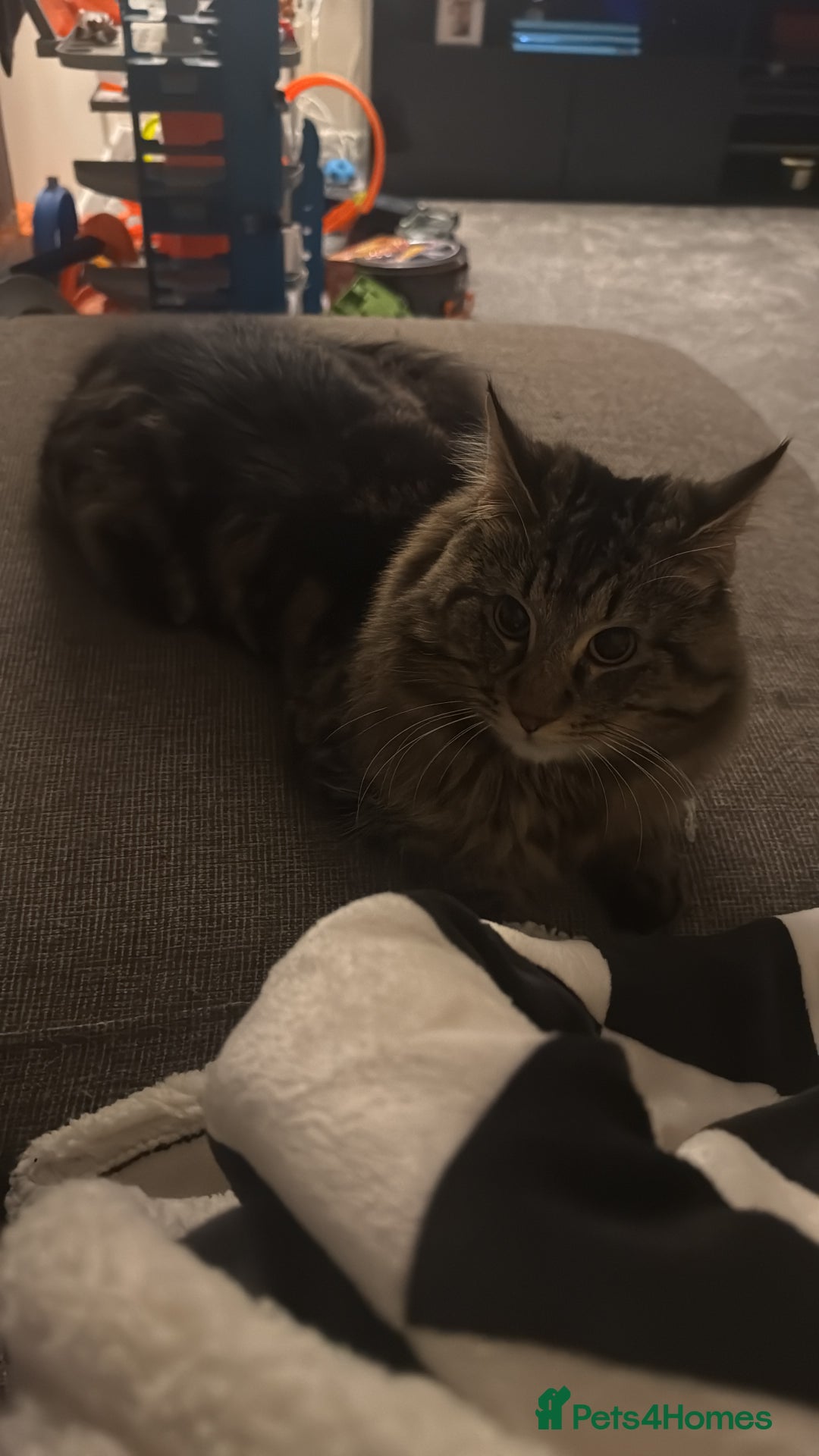 British Longhair cats for sale: 2 Year Old Domestic Long Hair - Image 3