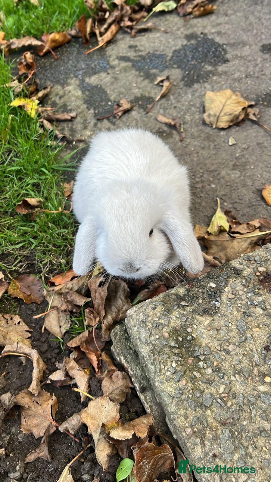 Mini Lop rabbits Mini loop - Advert 1