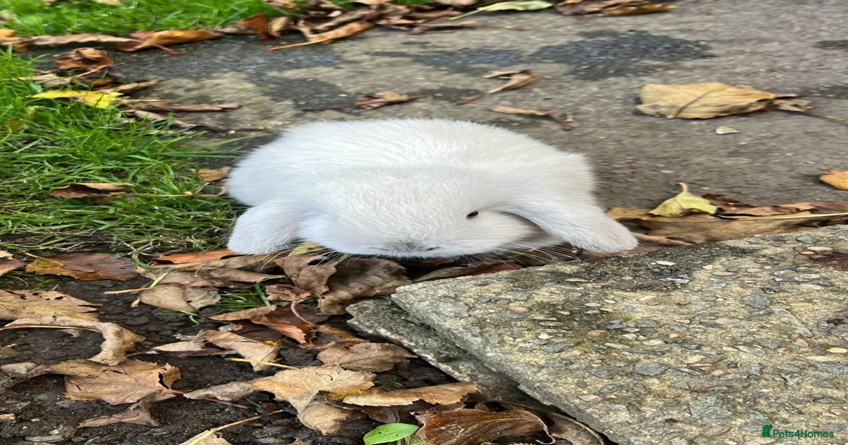 Mini Lop Rabbits for Sale for sale in England | Pets4Homes