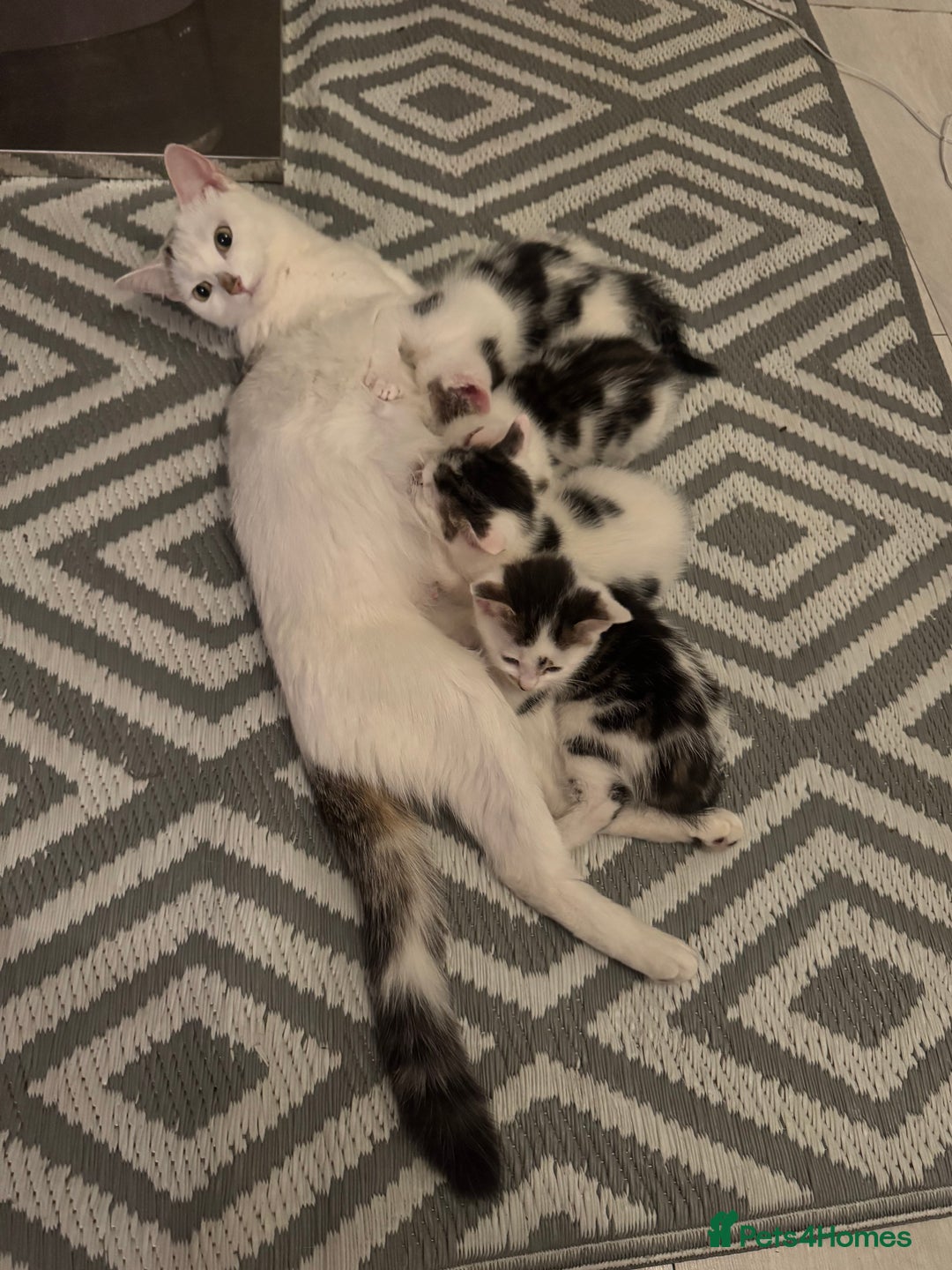 Domestic Shorthair cats for sale: Unique & Precious Kittens Seeking Forever Homes - Image 2