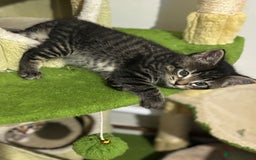 Mixed Breed cats for sale: Adorable tabby kittens - Image 1