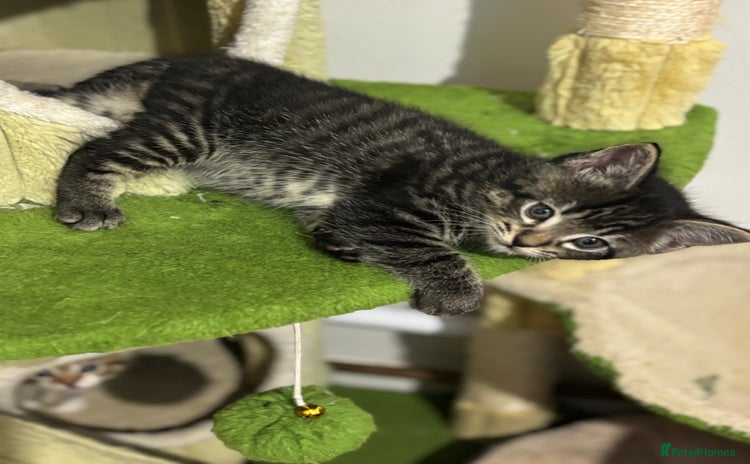 Mixed Breed cats - Advert 1