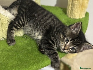 Mixed Breed cats - Advert 36