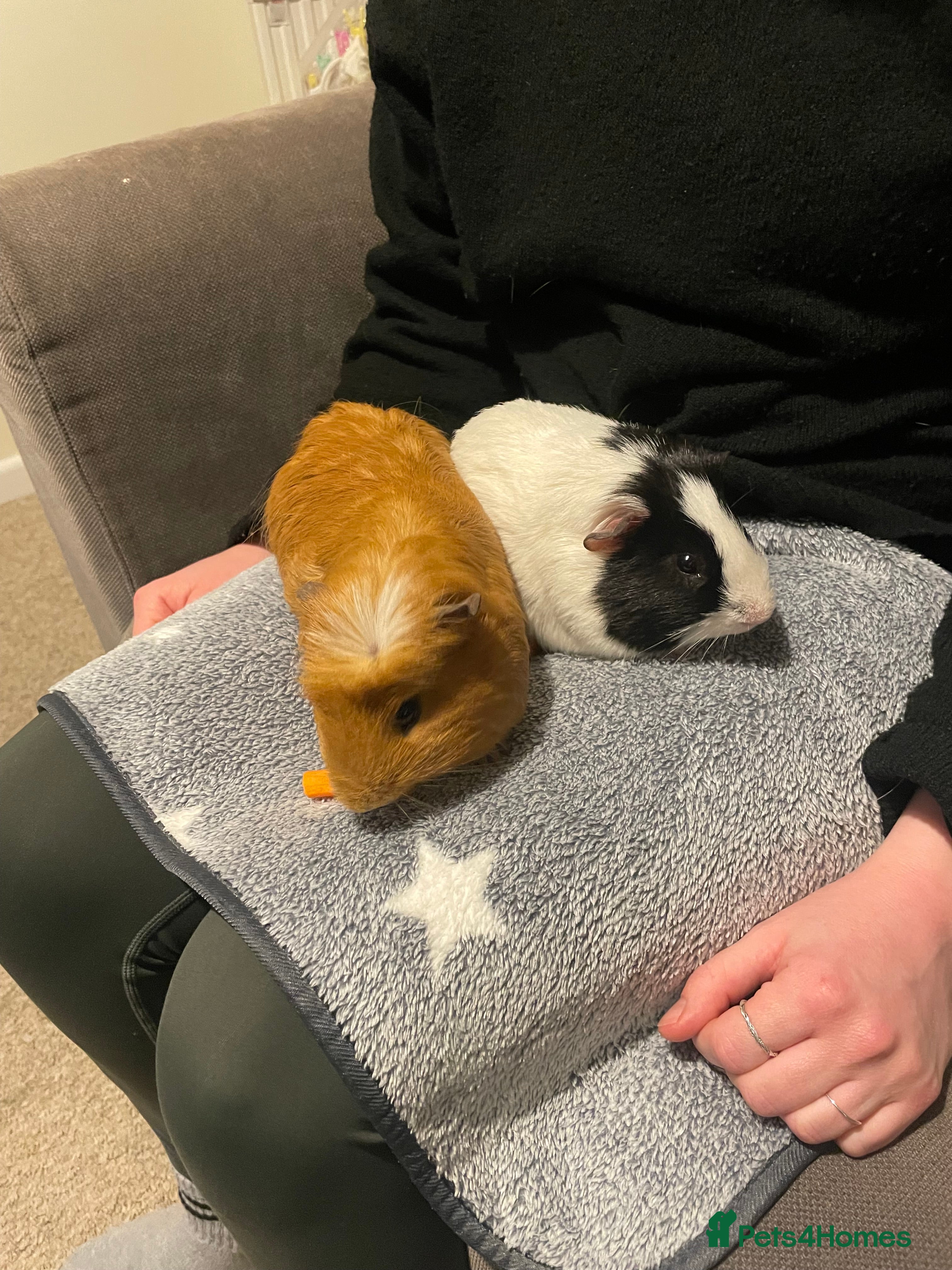 Guinea Pig rodents 2 male guinea pigs  - Advert 2