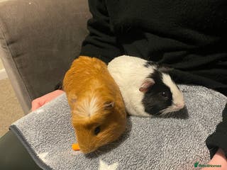 Guinea Pig rodents 2 male guinea pigs - Advert 2
