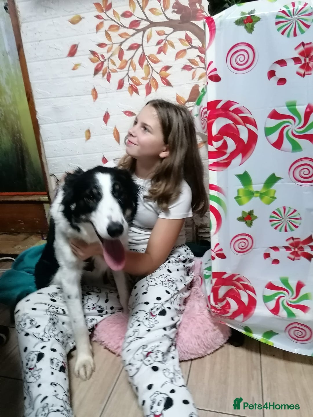 Border Collie dogs for adoption: ❤️Millie fabulous  18-month-old Border Collie ❤️ - Advert 4