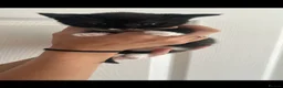 Mixed Breed cats for sale: Kittens for sale  in Bolton - Advert 4