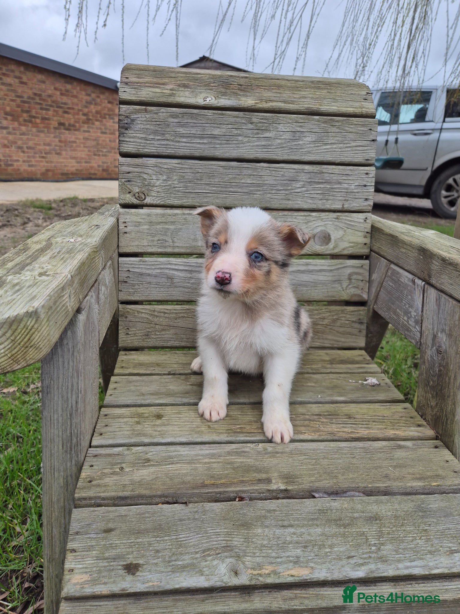 Border Collie dogs Border Collie's *DNA Health Tested* - Advert 2