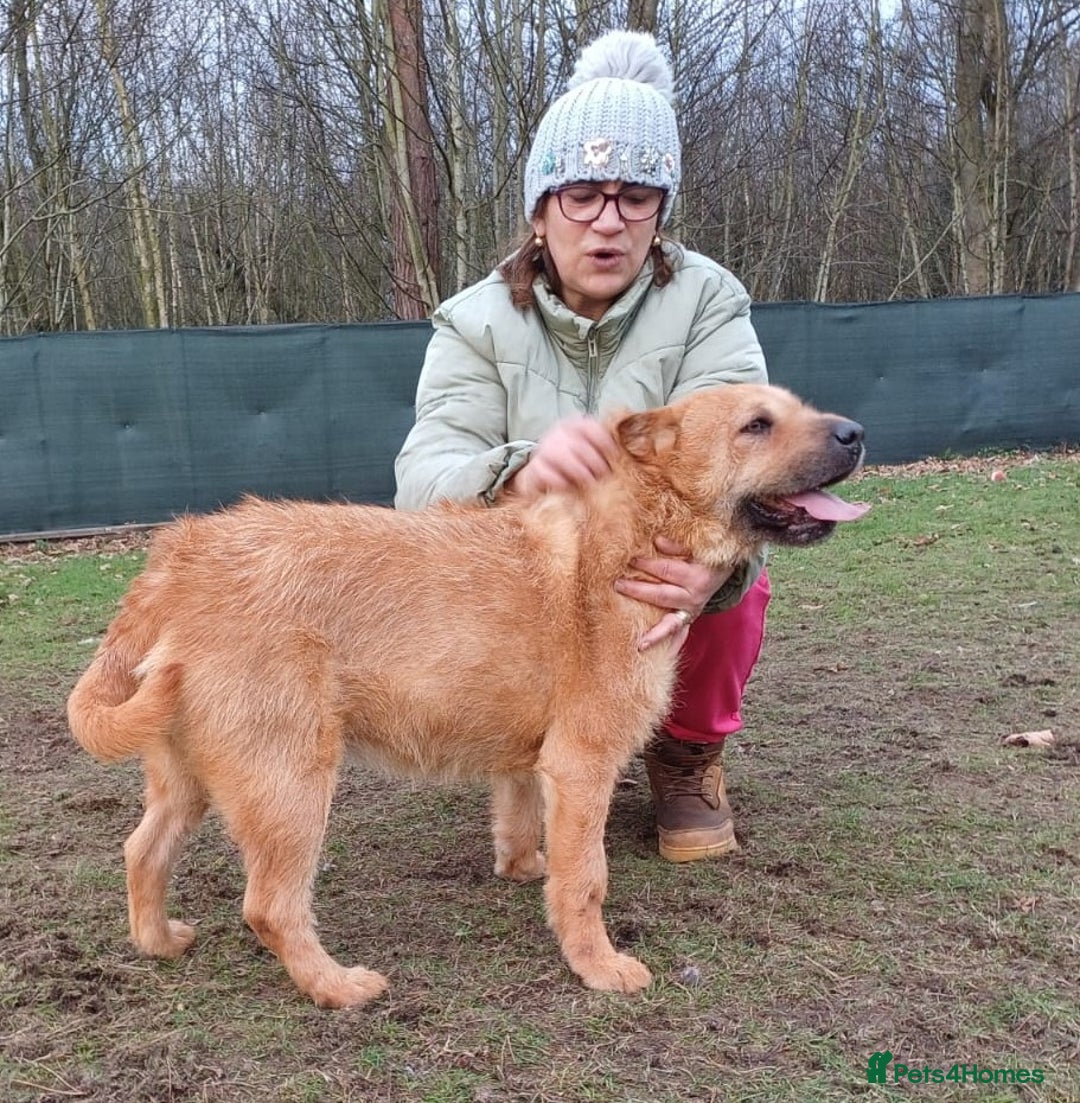 Mixed Breed dogs for adoption: 🐾 Meet IZZY 🐾 💛 A loyal heart & love to give 💛 - Advert 25