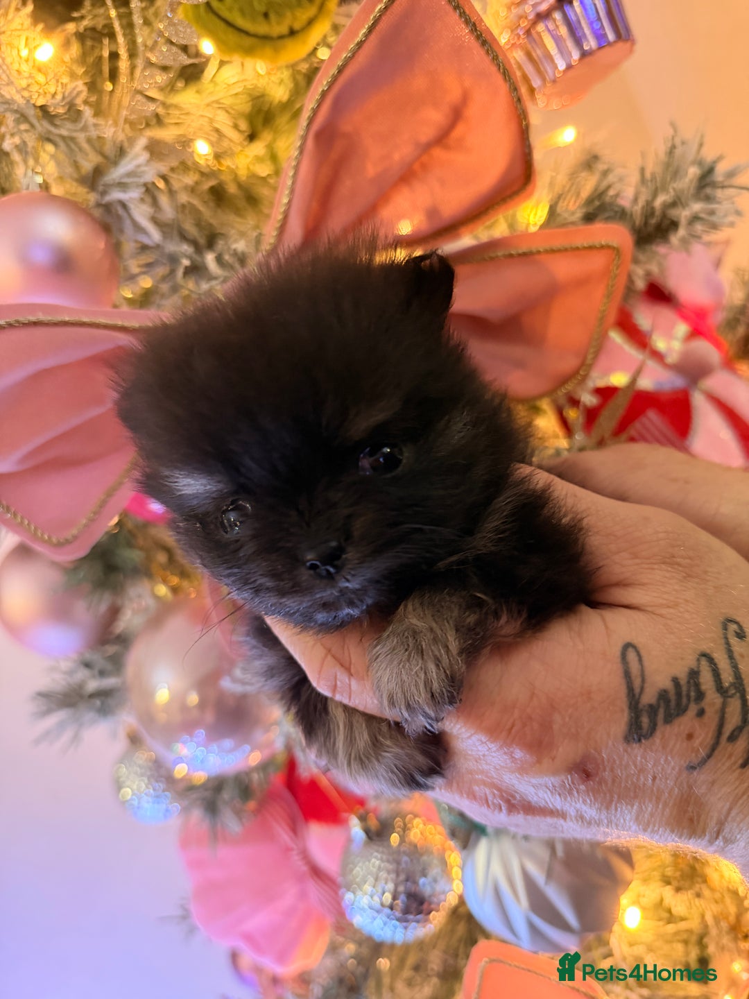 Pomeranian dogs for sale: Pomeranian puppys  - Advert 1