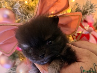 Pomeranian dogs Pomeranian puppys - Advert 1