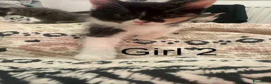 Girl 2