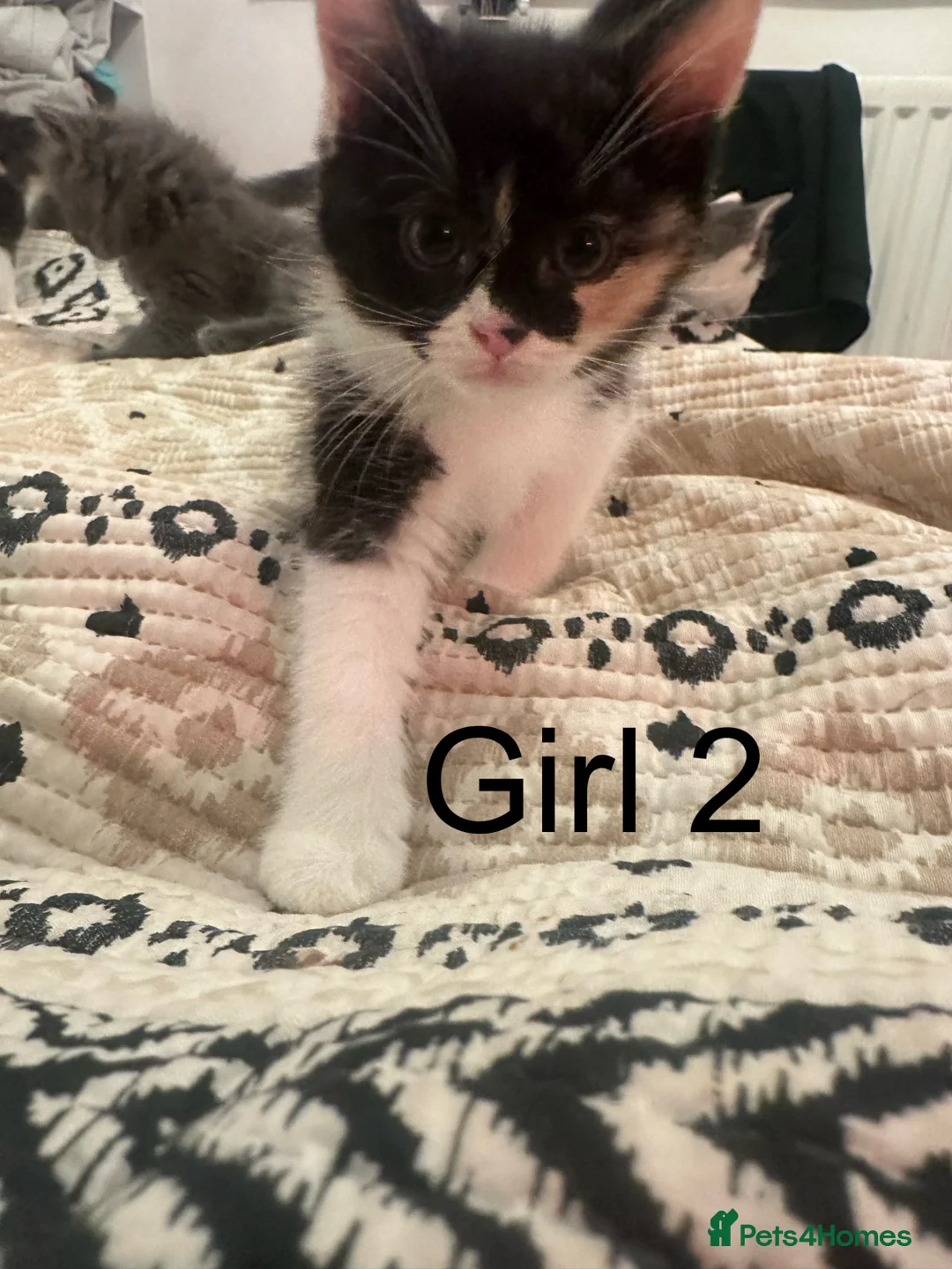 Ragdoll cats for sale: half ragdoll kittens for sale - Advert 5