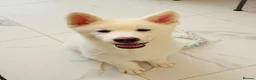 Japanese Akita Inu dogs for sale: Cute Japanese Akita puppy for the right home💜 - Advert 4
