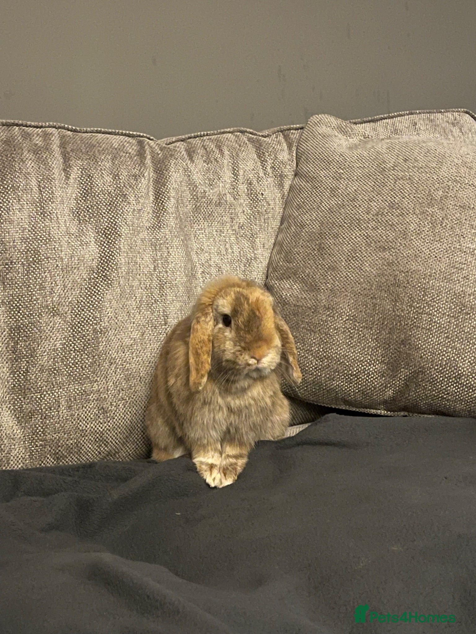 Mini Lop rabbits Mini lop rabbit  - Advert 1