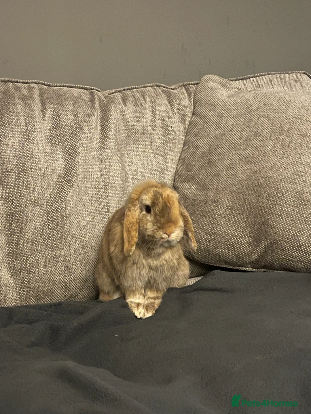 Mini Lop rabbits for sale: Mini lop rabbit  - Advert 1