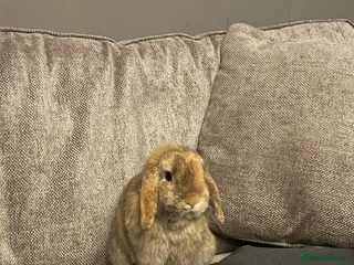 Mini Lop rabbits Mini lop rabbit - Advert 10