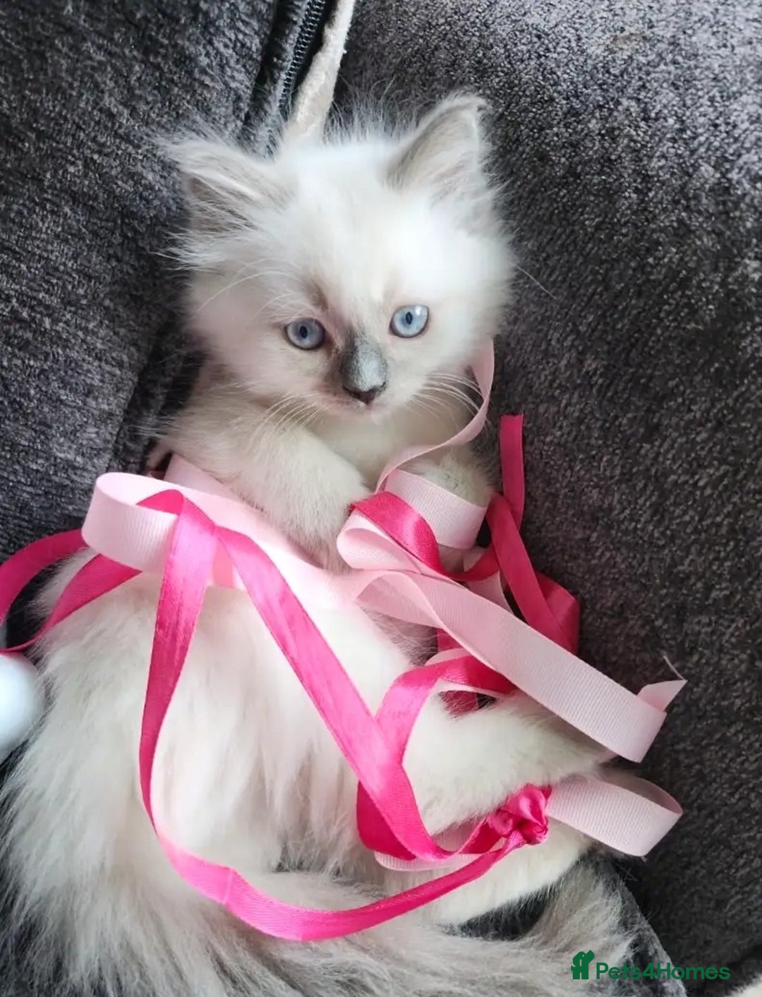 Ragdoll cats for sale: Great and happy rag doll kittens - Image 2