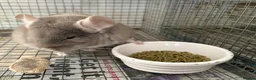 Chinchilla rodents for sale: Pair of chinchillas - Advert 11