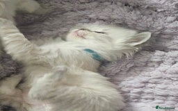 Ragdoll cats for sale: Beautiful Gccf registered ragdolls. - Image 21