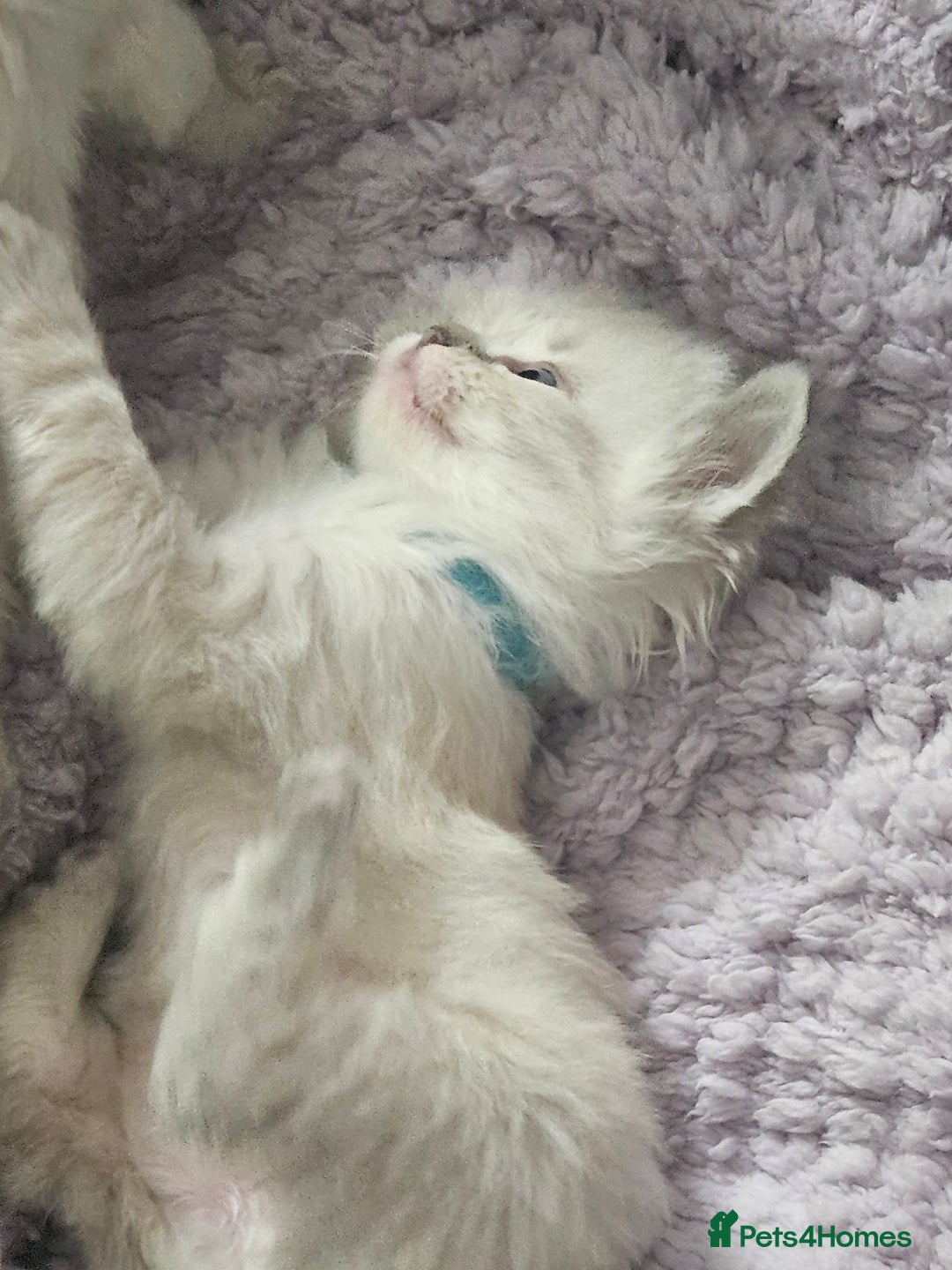 Ragdoll cats for sale: Beautiful Gccf registered ragdolls. - Image 21