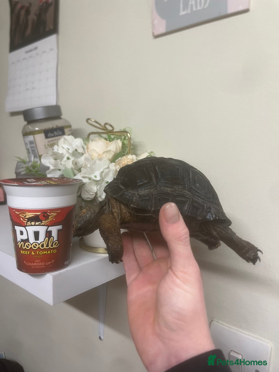 Tortoise reptiles for sale: Aldabra Tortoise - Advert 4