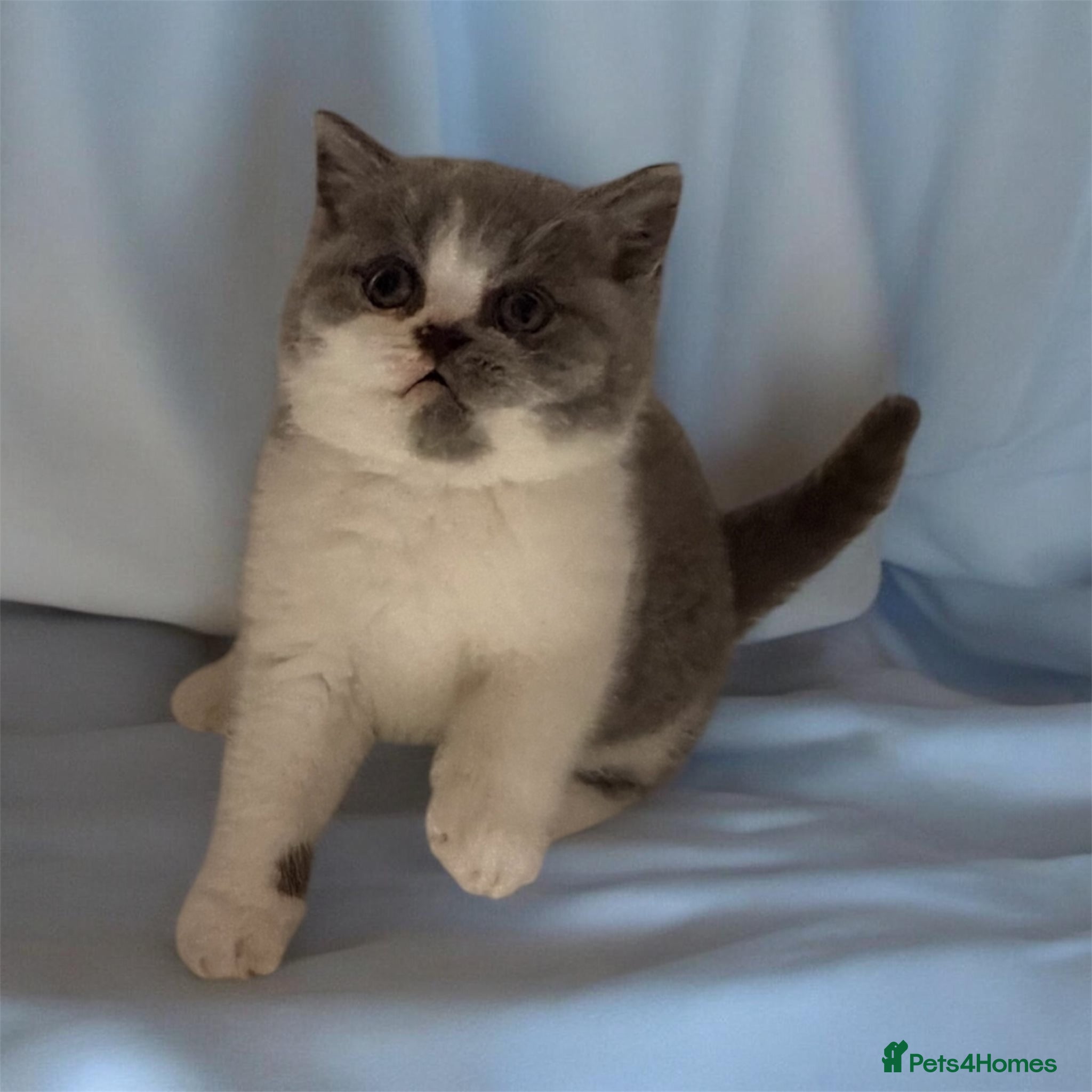 British Shorthair cats Full Pedigree/Registered BSH from £995 - Advert 1
