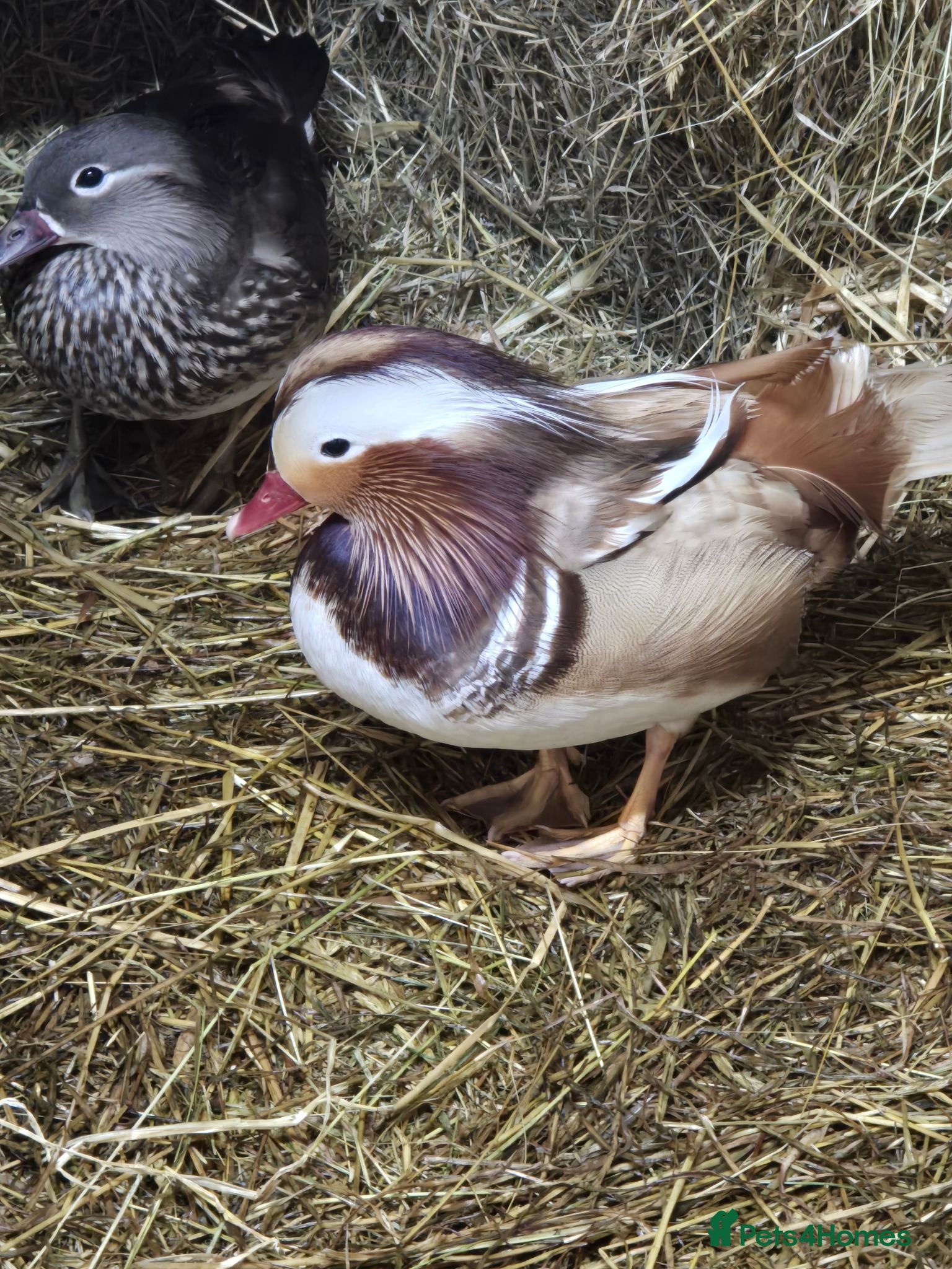 Ducks poultry Mandarin ducks - Advert 2