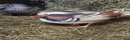 Ducks poultry for sale: Mandarin ducks - Advert 1