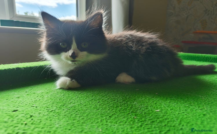 Domestic Shorthair cats - Advert 1