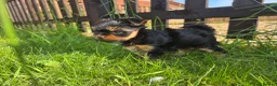 Yorkshire Terrier dogs for sale: Beautiful mini Yorkshire Terrier  - Advert 2