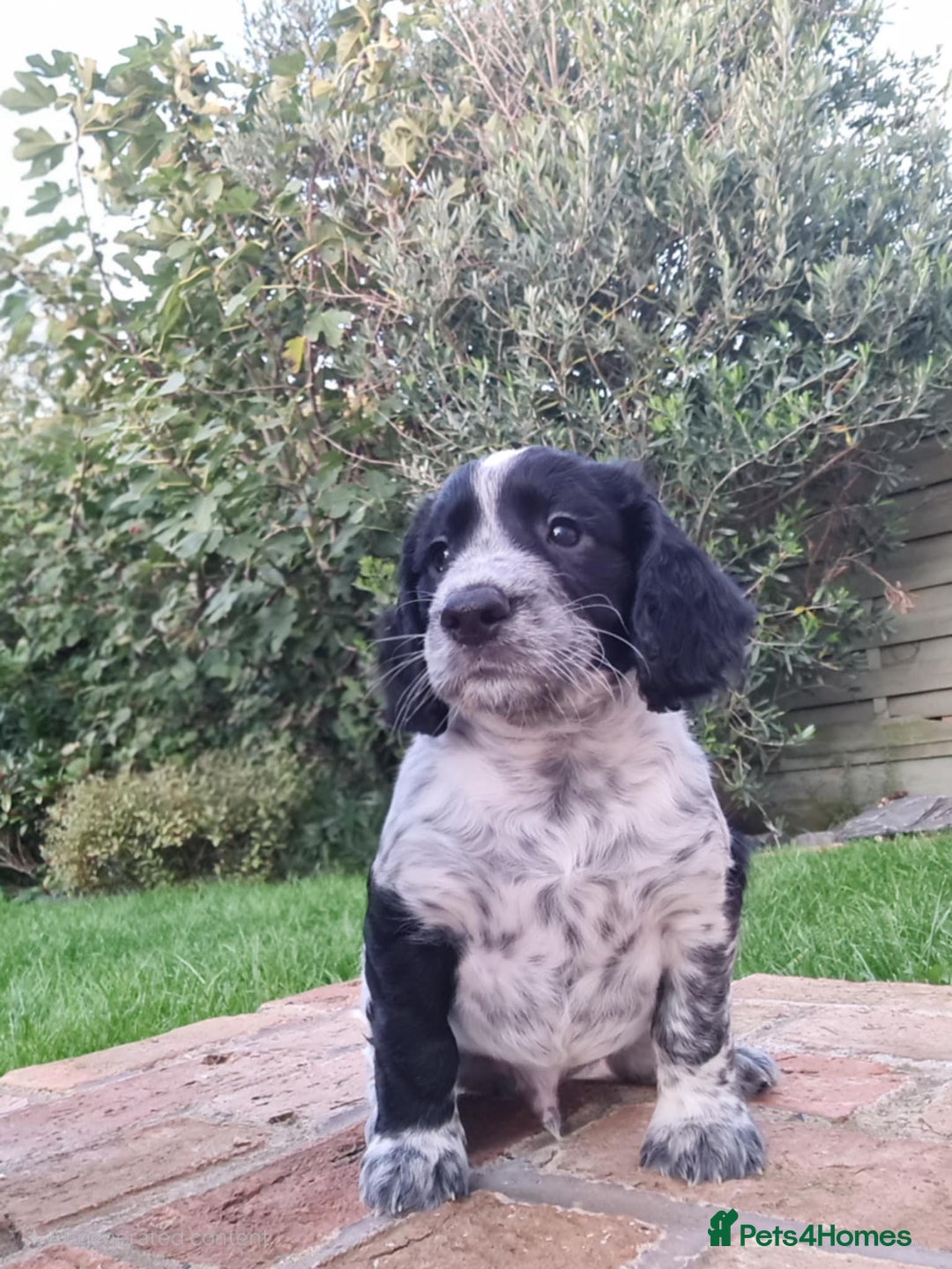 Cocker Spaniel dogs for sale: Exceptional Working Cocker Spaniel Pups – KC Reg - Image 3