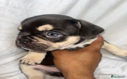 French Bulldog dogs for sale: French bulldog puppies fluffy carriers  - Image 25