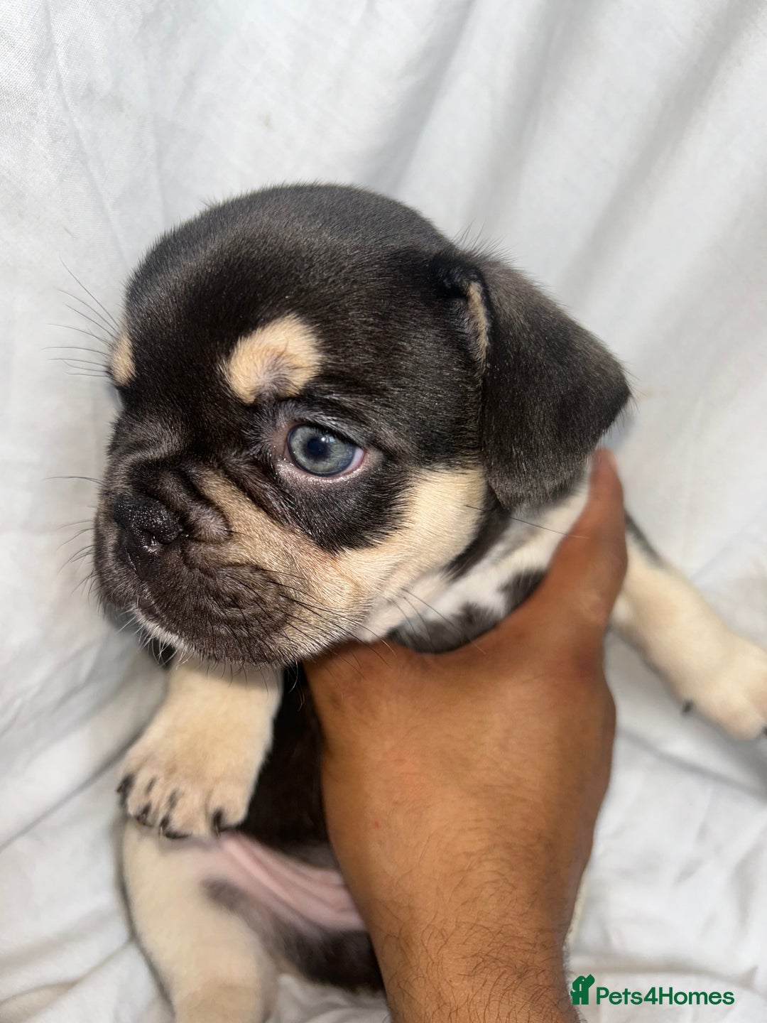 French Bulldog dogs for sale: French bulldog puppies fluffy carriers  - Image 25